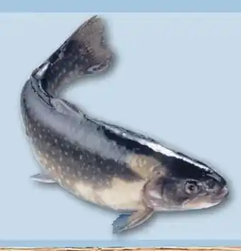 REWE Center Saibling Angebot