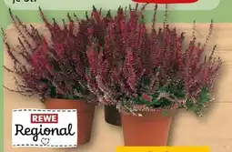 REWE Rewe Regional Knospenheide Calluna Garden Girls Angebot
