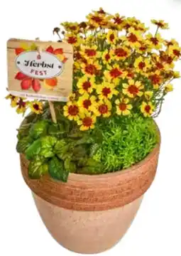 Edeka Stauden-Mix Herbstfest Angebot