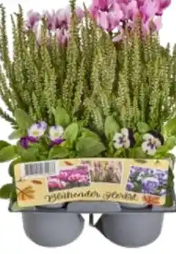 Edeka Blühender Herbstzauber Angebot