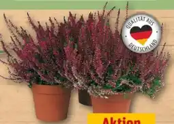 REWE Center Knospenheide Calluna Garden Girls Angebot