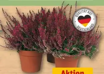 REWE Center Knospenheide Calluna Garden Girls Angebot