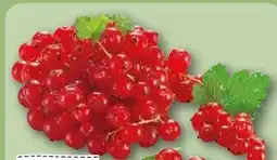 REWE Center Rewe Regional Johannisbeeren Angebot