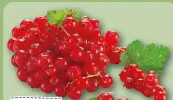 REWE Center Rewe Regional Johannisbeeren Angebot