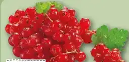 REWE Rewe Regional Johannisbeeren Angebot