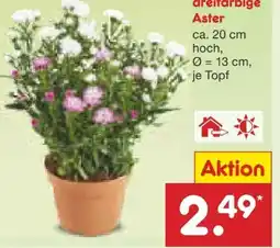 Netto Marken-Discount Astern Angebot