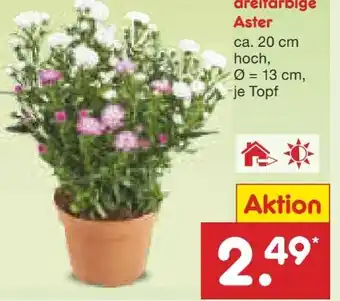 Netto Marken-Discount Astern Angebot