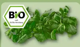 REWE Rewe Bio Feldsalat Angebot