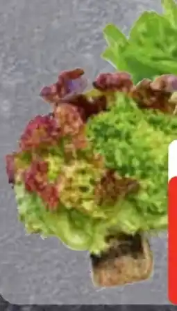 Edeka Frischemarkt Edeka Herzstücke Ballensalat Mix Angebot