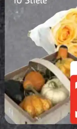 Edeka Frischemarkt Zierkürbisse Angebot