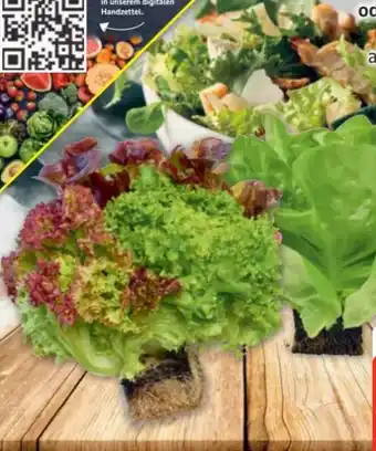 Edeka Edeka Herzstücke Ballensalat Mix Angebot