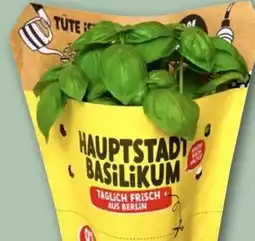 REWE Hauptstadt Basilikum Angebot