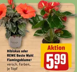 REWE Hibisqs hibiskus Angebot