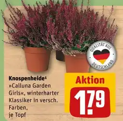 REWE Calluna garden girls Angebot