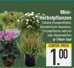 Edeka Mini-herbstpflanzen calluna knospenblüher Angebot