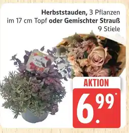 Marktkauf Herbststauden oder gemischter strauß Angebot
