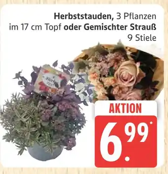 Marktkauf Herbststauden oder gemischter strauß Angebot