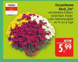 Marktkauf Franken chrysanthemen busch 'trio' Angebot