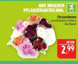 Marktkauf Chrysanthemen Angebot