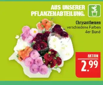 Marktkauf Chrysanthemen Angebot