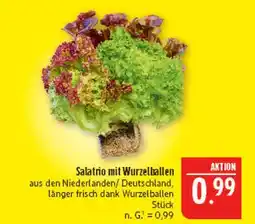 Marktkauf Salatrio mit wurzelballen Angebot