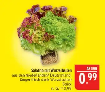 Marktkauf Salatrio mit wurzelballen Angebot
