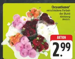 Edeka Chrysanthemen Angebot