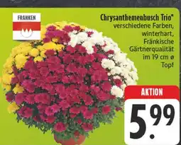 Edeka Franken chrysanthemenbusch trio Angebot
