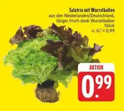 Edeka Salatrio mit wurzelballen Angebot