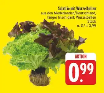 Edeka Salatrio mit wurzelballen Angebot