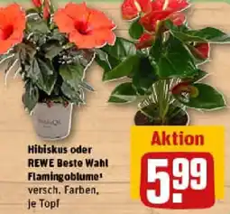 REWE Hibiskus oder REWE Beste Wahl Flamingoblume Angebot