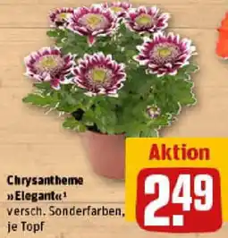 REWE Chrysantheme Elegant Angebot