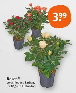 tegut Rosen Angebot