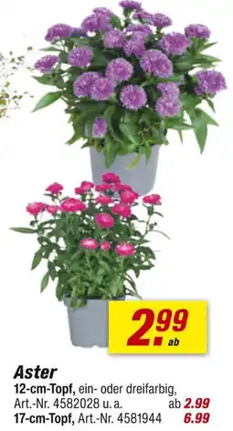 toom Baumarkt Aster Angebot