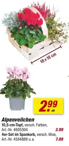 toom Baumarkt Alpenveilchen Angebot