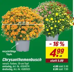 toom Baumarkt Chrysanthemenbusch einfarbig Angebot