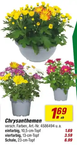 toom Baumarkt Chrysanthemen einfarbig Angebot