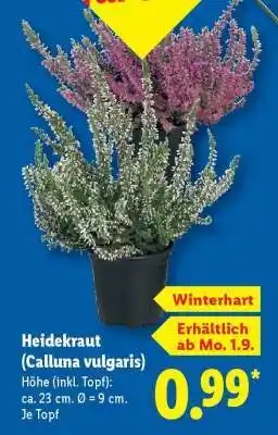 Lidl Heidekraut „Calluna vulgaris“ Angebot