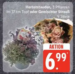 Edeka Herbststauden oder Gemischter Strauß Angebot
