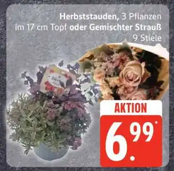 Edeka Herbststauden oder Gemischter Strauß Angebot