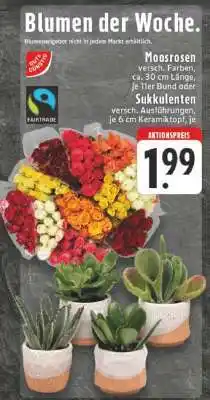 Edeka Moosrosen oder Sukkulenten Angebot