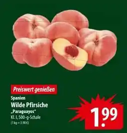 Famila Nord Ost Wilde Pfirsiche 'Paraguayos' Angebot