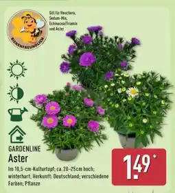 Aldi Nord GARDENLINE Aster Angebot