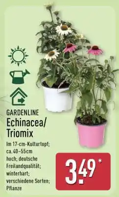 Aldi Nord GARDENLINE Echinacea/Triomix Angebot