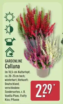 Aldi Nord GARDENLINE Calluna Angebot