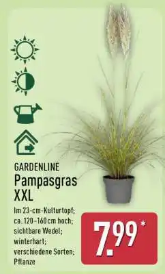 Aldi Nord GARDENLINE Pampasgras XXL Angebot