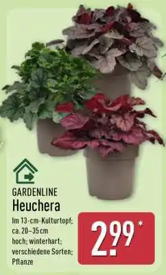 Aldi Nord Heuchera Angebot