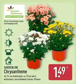 Aldi Nord GARDENLINE Chrysantheme Angebot