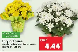 Kaufland Chrysantheme Angebot