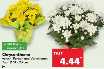 Kaufland Chrysantheme Angebot